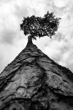 Load image into Gallery viewer, Pine