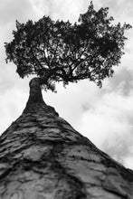 Load image into Gallery viewer, Pine