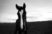 Load image into Gallery viewer, Horse field