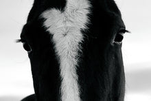 Load image into Gallery viewer, Horse field