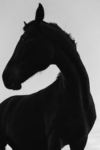 Load image into Gallery viewer, Horse walk