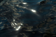 Load image into Gallery viewer, Searching