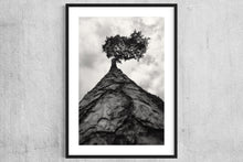 Load image into Gallery viewer, Pine