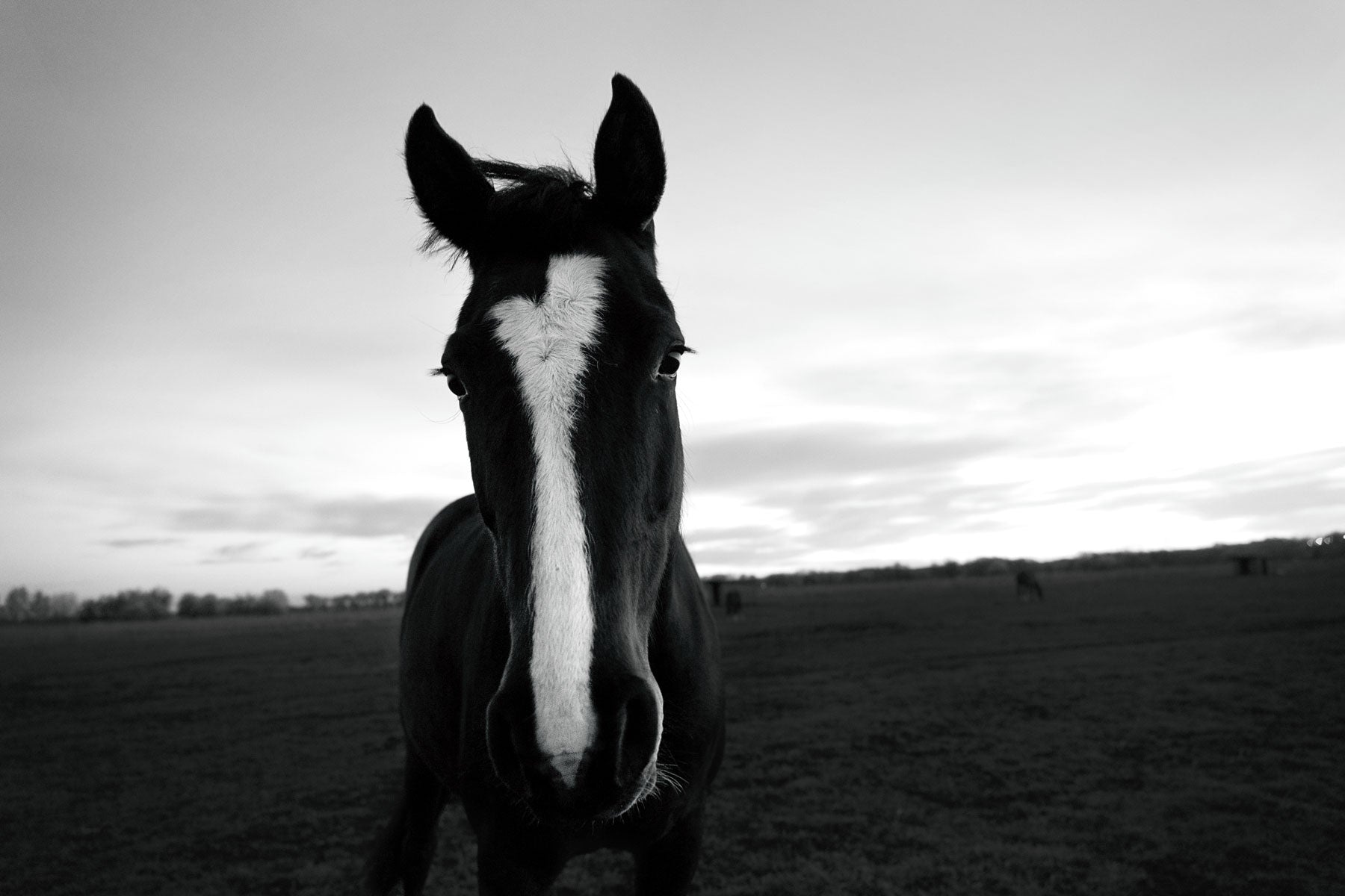 Horse field