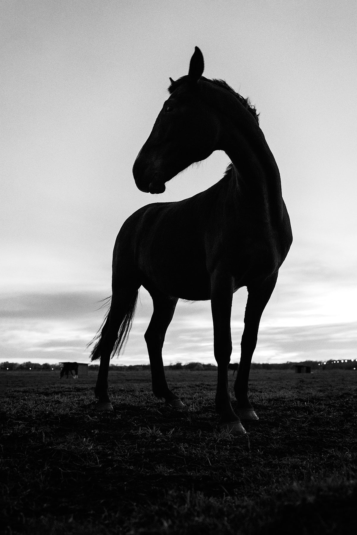 Horse walk